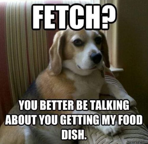 dog fetch question.jpg